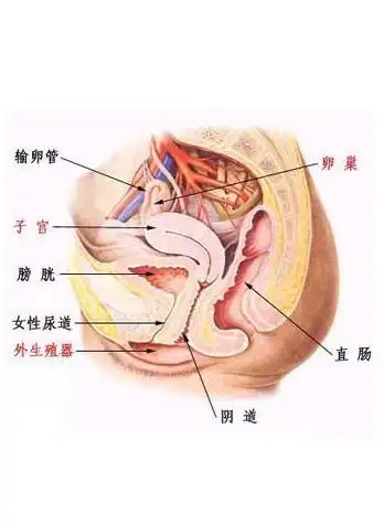 妇产科医生教你:从内裤看自己是否有妇科病
