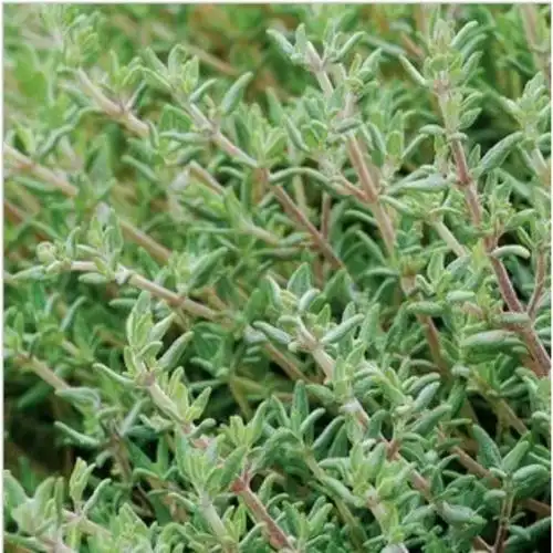 百里香草100g西餐大兴百亩种植现摘现卖新鲜健康