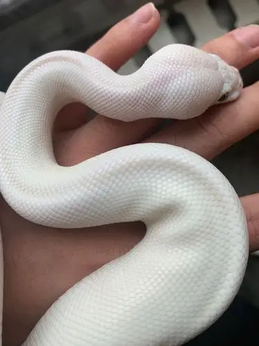 西湖民间故事白蛇传白娘子和许仙