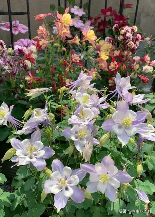 耧斗菜的养殖方法和注意事项(耧斗菜的养护小技巧)