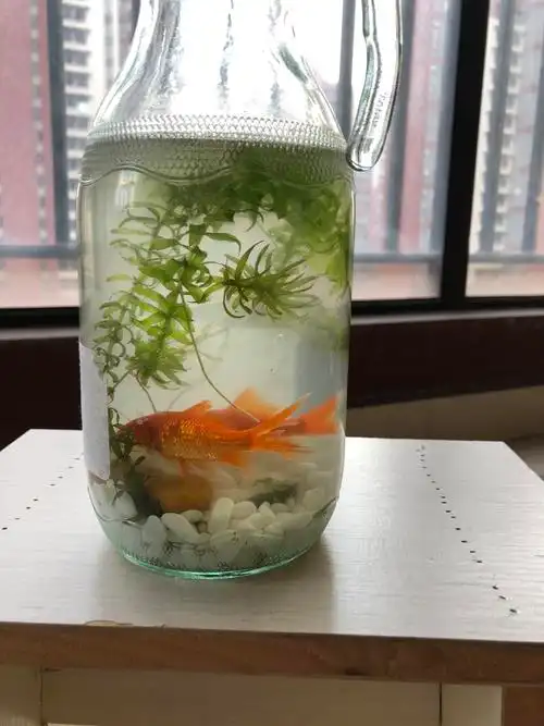 制作微型生态瓶