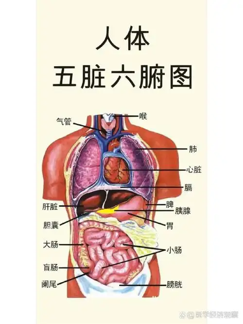 认识人体五脏六腑 人体脏腑亦分阴阳.五脏:肝 心 脾 肺 肾—为阴.