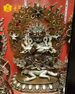 红棒玛哈嘎拉价格