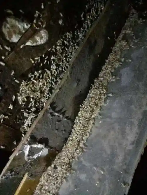 三亚白蚁防治 三亚白蚁公司 三亚白蚁公司电话 三亚专业灭白蚁 三亚