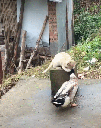 猫咪被鸭子欺负,毫无还手之力,只好溜了,猫咪:咱能不能不揪脸