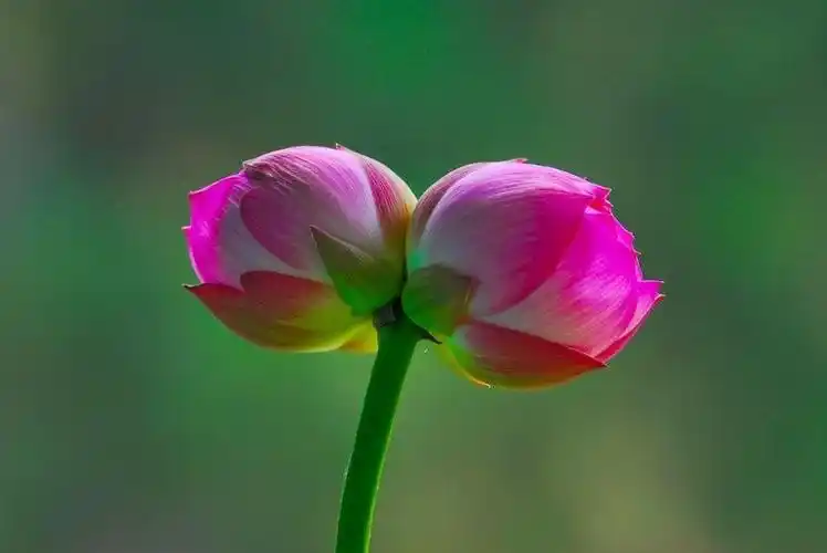 男人头婚娶了二婚女是否就能幸福呢