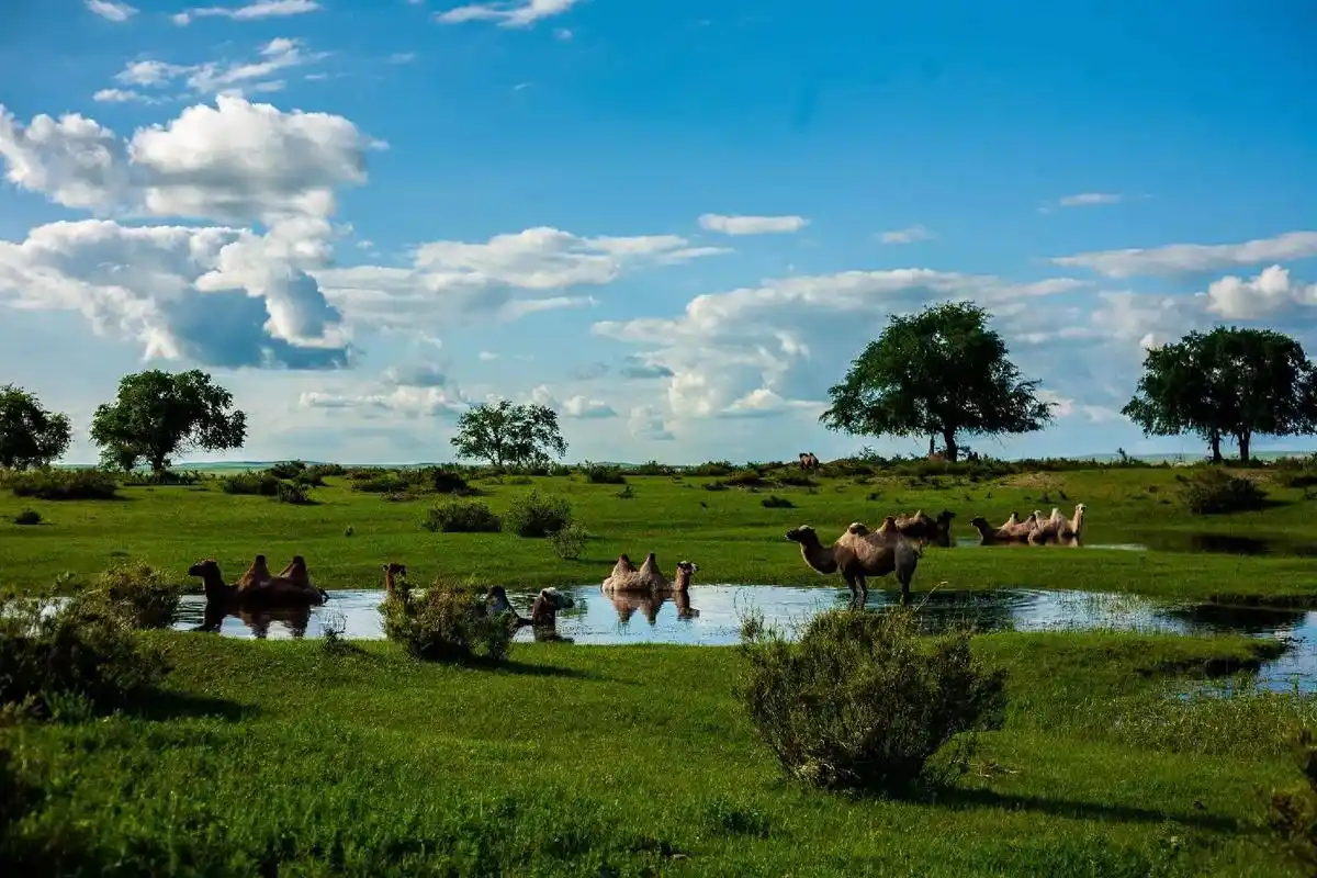 一组骆驼群的凉快照片.#治愈系 #锡林郭勒草原 - 抖音