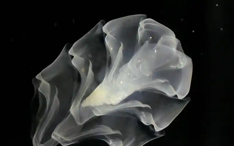 【浮游生物】管水母-此身绵延无穷矣_siphonophores - longest