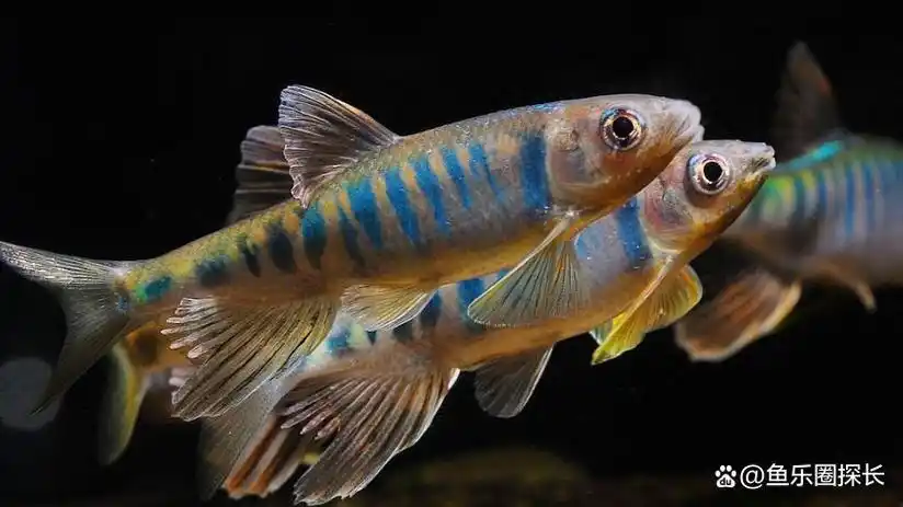 小时候农村常见的8种河鱼,如今有的消失,有的变成了保护鱼类!