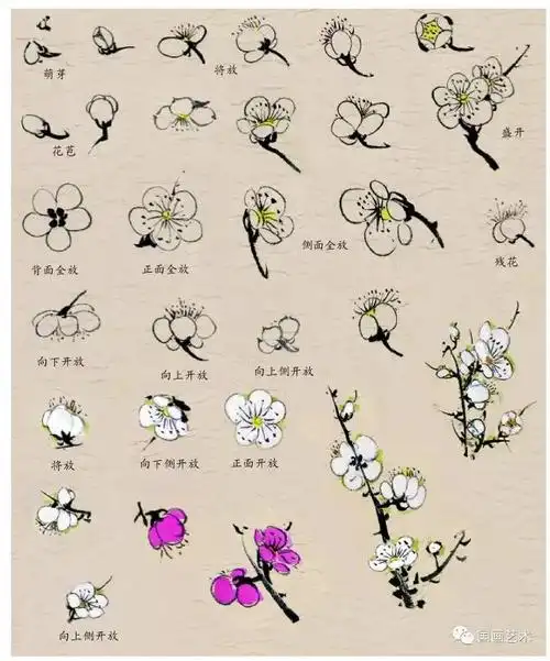 国画入门教程——梅花的画法,简单实用!_步骤