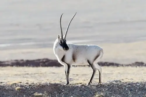 寻梦三江源 野生动物拍摄记行 ( 完 ) 写美篇       现在雄性藏羚羊已