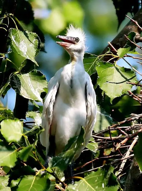 辽中鹭科鸟禽(2017.6.11拍摄于辽中冷子堡镇水产养殖基地)