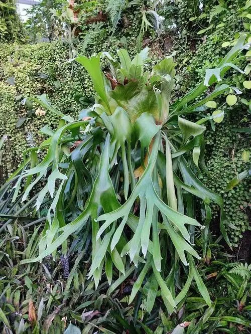 通过种养一些植物,可以让我们的生活增添不少乐趣,而那些新奇的品种