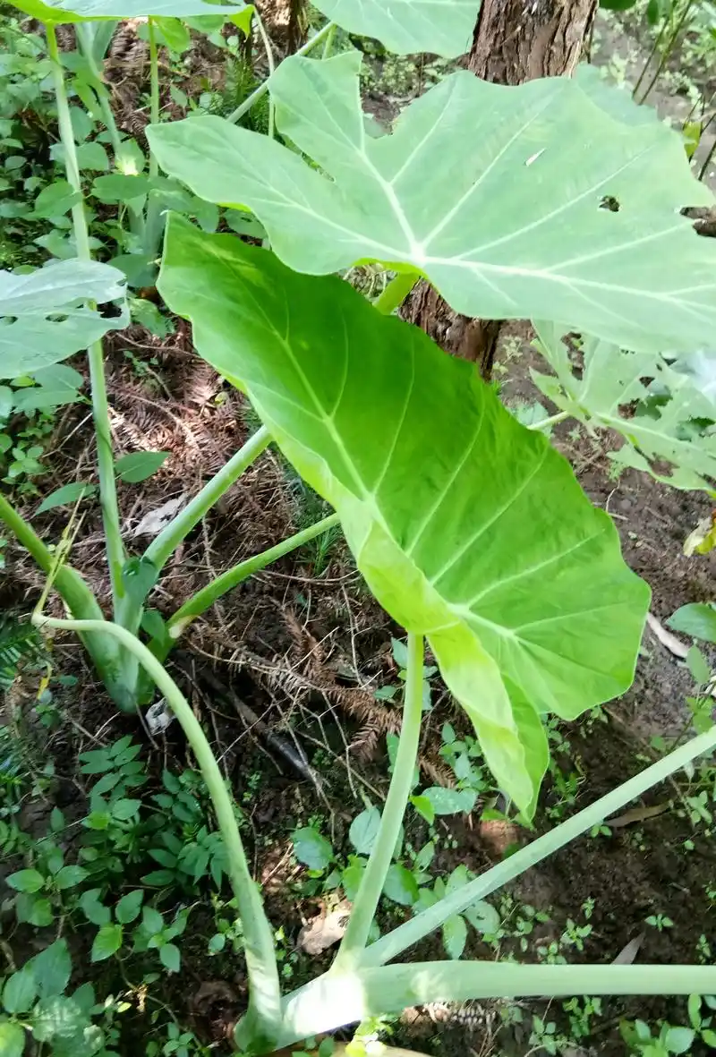 广西又到了做芋苗酸菜的季节了,但是这种芋苗不能吃