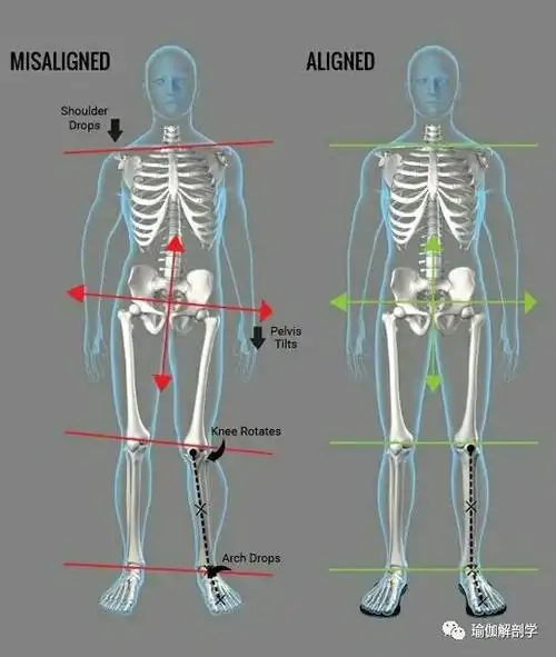 2,瑜伽练习中,骨盆不要一高一低,左右要保持等高,从而避免长短腿,脊柱