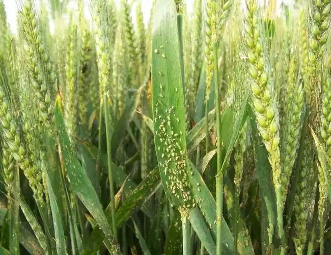 小麦灌浆期病虫害防治建议