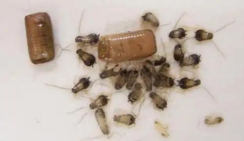 刚出生的小蟑螂是什么样子?