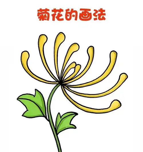 重阳节,菊花简笔画(画法二)