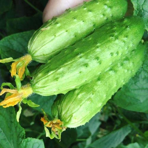 湛航 东北旱黄瓜新鲜现摘水果小黄瓜新鲜生吃脆皮嫩青瓜本地土黄瓜