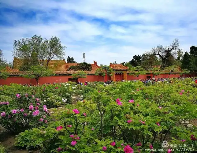 牡丹花开动京城~景山公园赏花