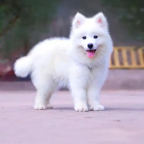 微笑天使纯白色萨摩耶犬活体出售家养宠物萨摩耶幼犬活体