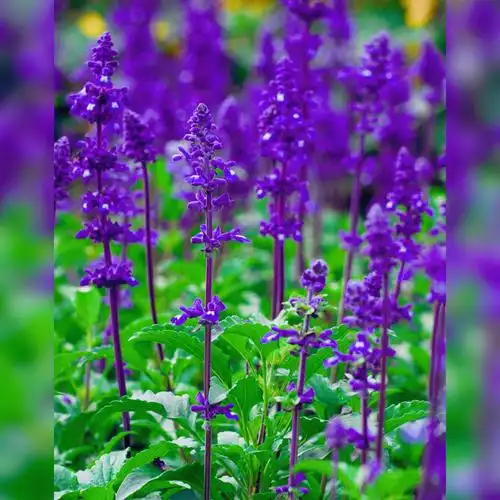 寓意热爱家庭的鼠尾草首发