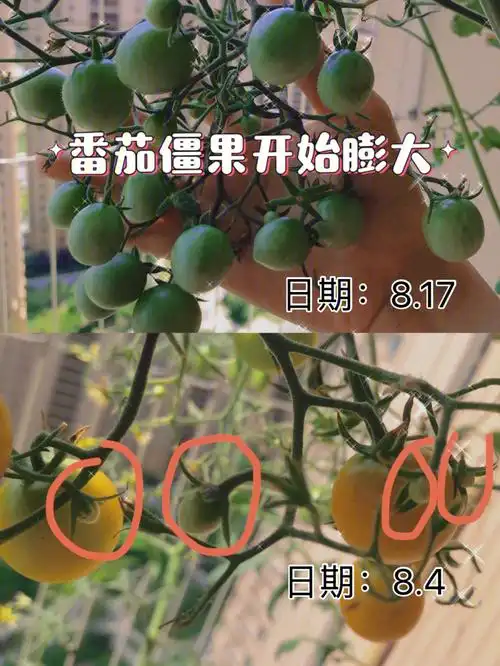 番茄僵果二次发育花托没掉就不要放弃