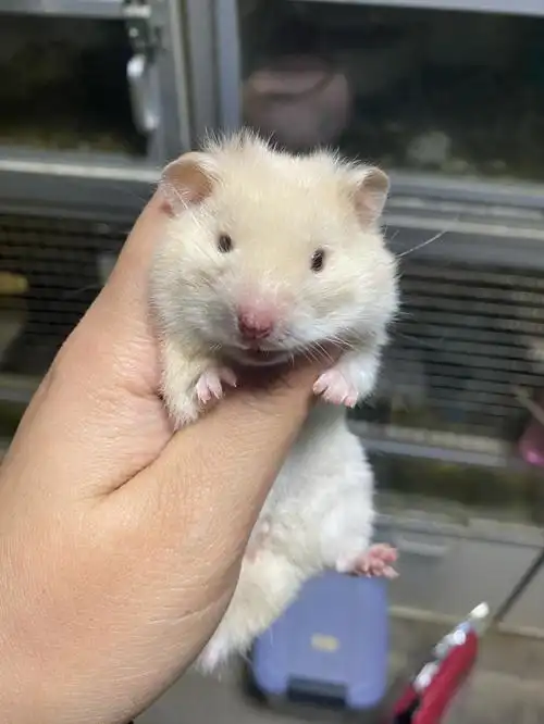 晒一晒家里的金丝熊们