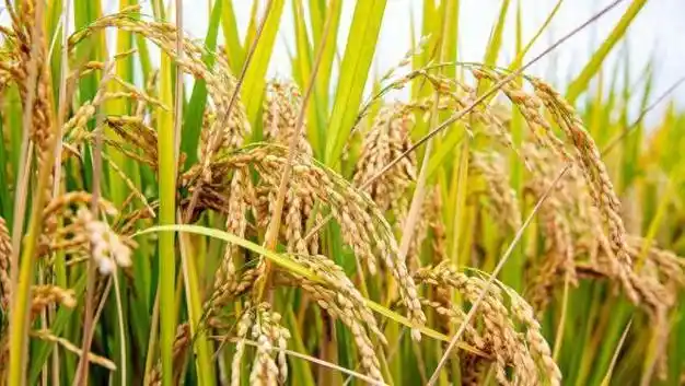 种在降水稀少的沙漠中,技术比海水稻还厉害