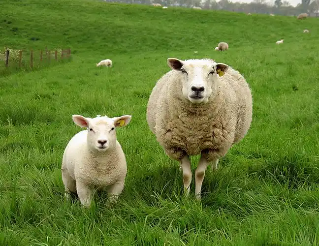 绵羊绵羊的老祖宗:摩弗伦羊北山羊苏格兰黑脸绵羊马恩岛绵羊岩羊