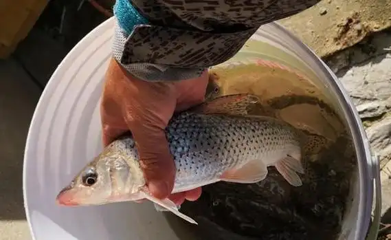 这种鱼俗称鸡腿子,很少见,多数钓友没钓过