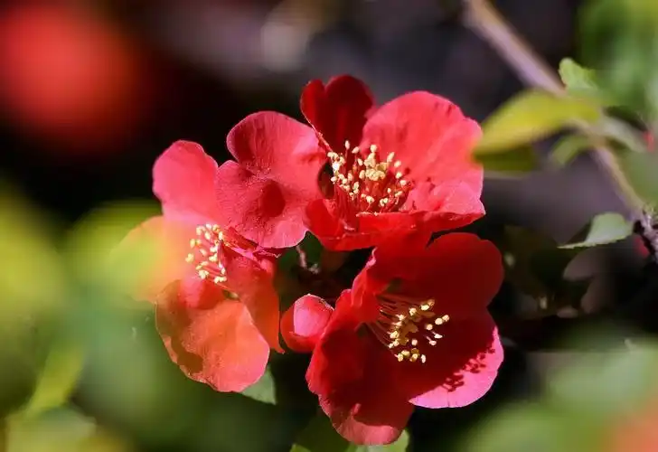 橘红色的花(1) 工分贴