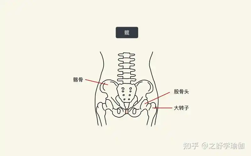 体式研习-三角式中髋该怎么收?