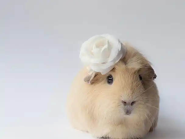 原创想把它捧在手心里五种迷你小型宠物满足你你更喜欢哪一种