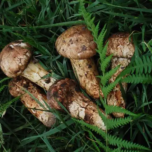 顺丰空运包邮 新鲜菌菇 野生菌 云南特产 松茸菌