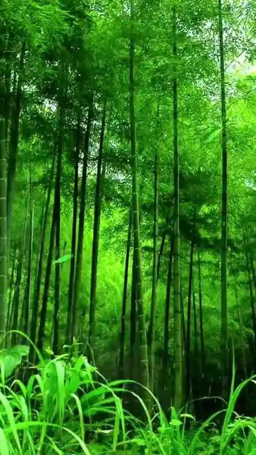 这些绿色的竹子沐浴在蒙蒙细雨之中它绿得使人心旷神怡