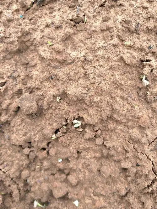 辣椒小苗6天了!有毛毛是正常的