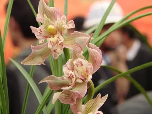 黄金海岸 - 中国兰花交易网