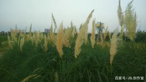 蒲苇韧如丝,磐石无转移