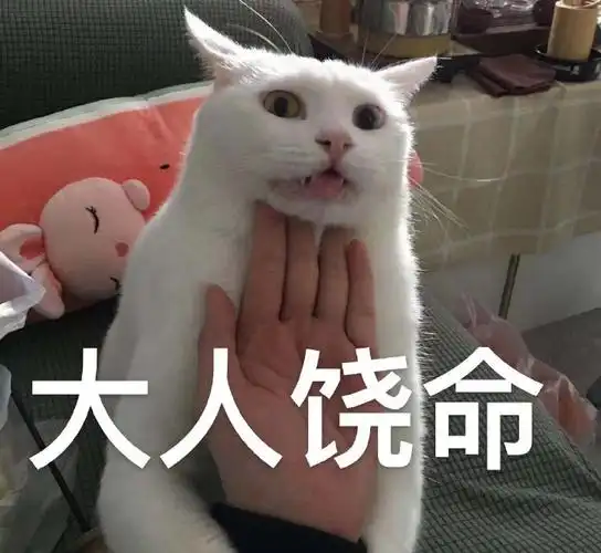 萌宠猫星人大人饶命可怜呆萌可爱gif动图_动态图_表情包下载_soogif