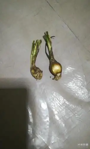 aa合欢葱兰花种球-卿了hhm