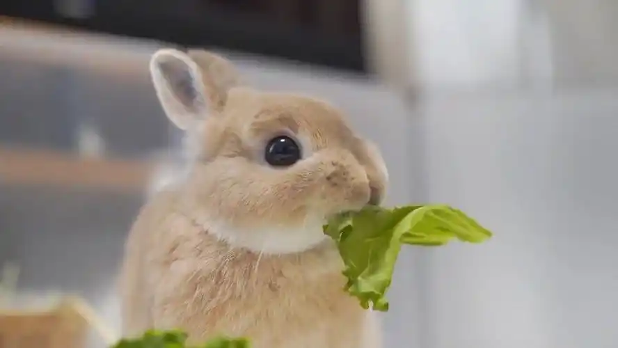 可可爱爱!专心吃菜叶的小兔子 .