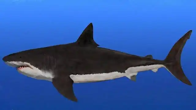 真正的海洋终极猎手巨齿鲨大口张开比姚明还高