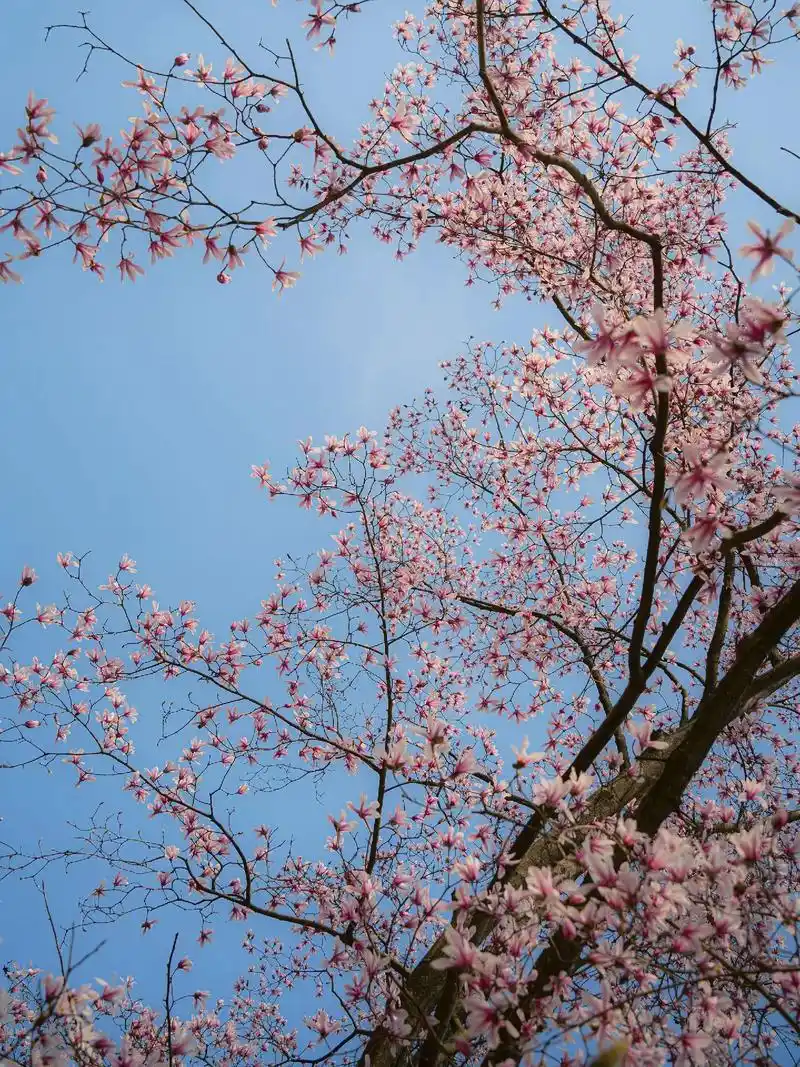 杭州植物园天目玉兰盛开!和春天撞个满怀!