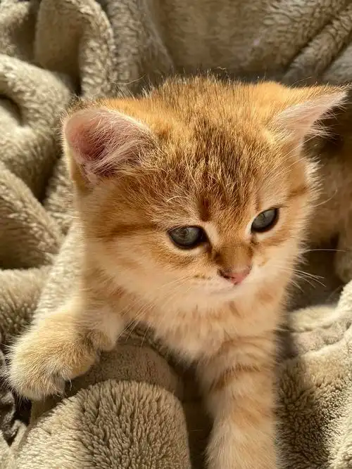 虎斑金渐层妹妹