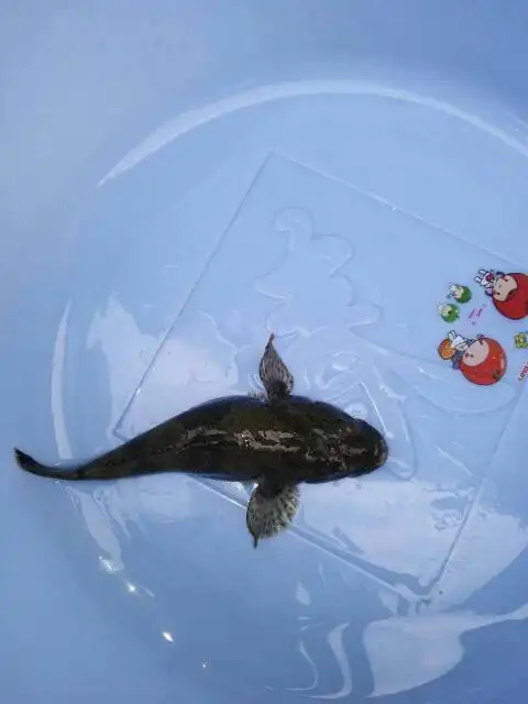 今天在长江口抓到两条这种鱼,请问哪些位置专家能告诉我这是什么鱼啊