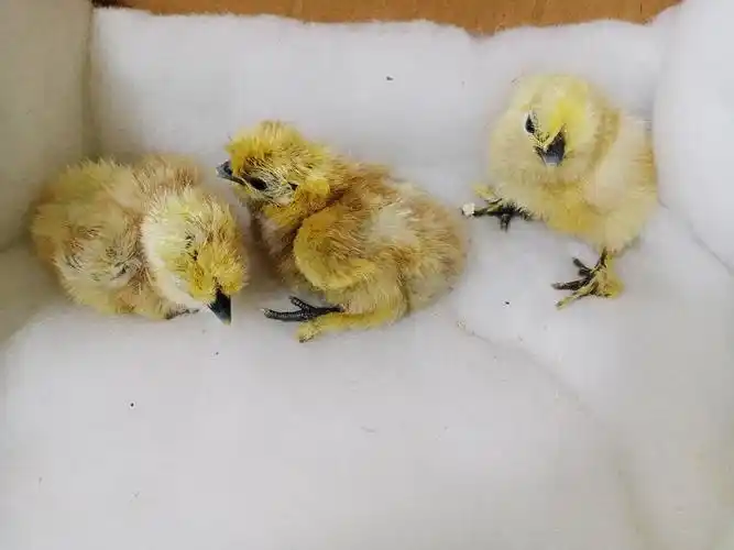 白凤乌鸡刚出壳的乌鸡毛茸茸肉嘟嘟的看着超可爱