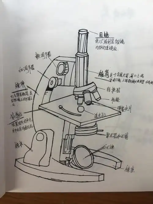 我知道显微镜的结构