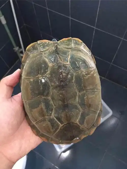 中华草龟怎样看年龄