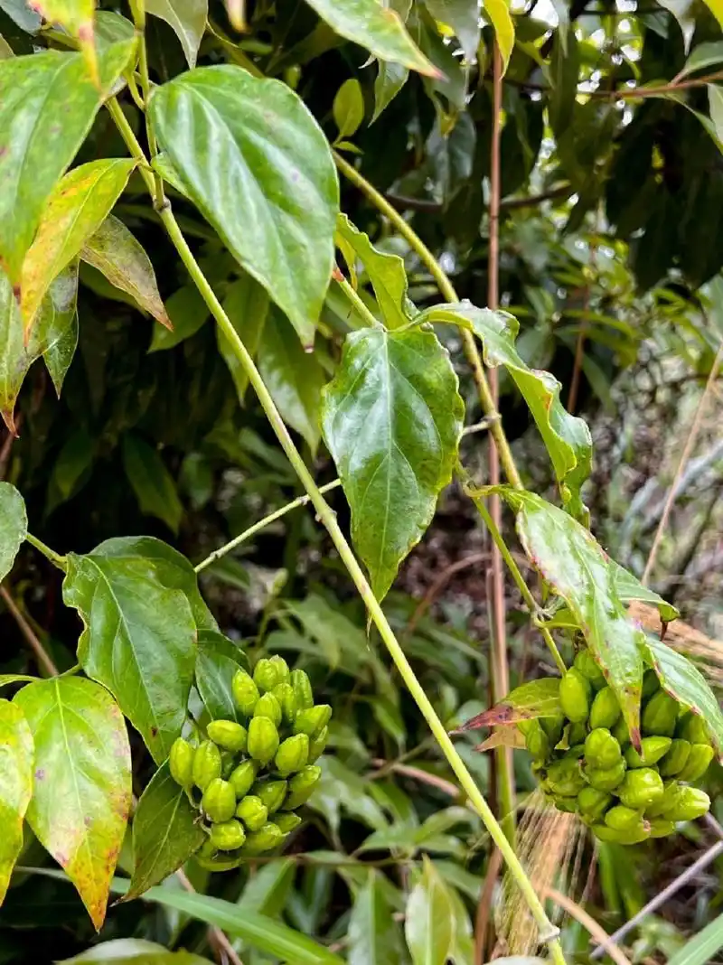 钩吻(常见有毒植物—断肠草)  钩吻(gelsemium elegans (gardn.